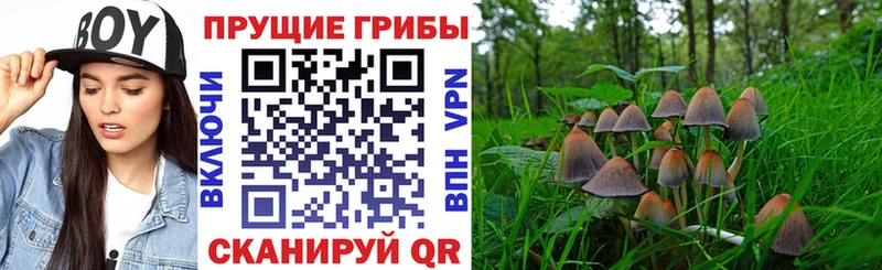 продажа наркотиков  Междуреченск  Псилоцибиновые грибы GOLDEN TEACHER 