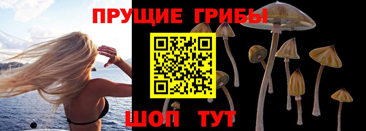 Междуреченск  Галлюциногенные грибы Psilocybe  Вход с VPN 